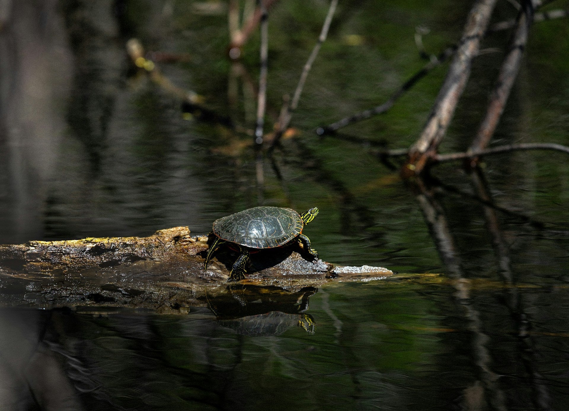 Top Water Tortoise Lure Soft Fishing