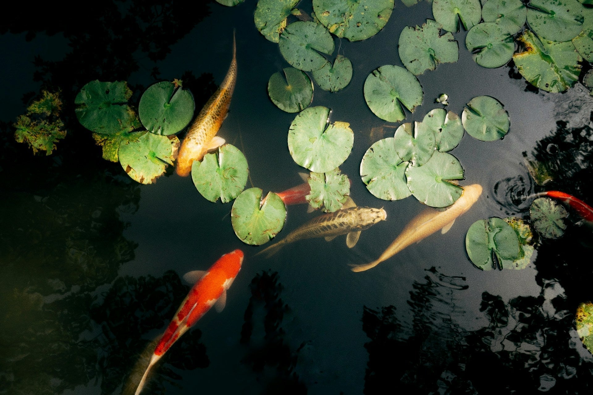 Water Lily hot Koi Pond