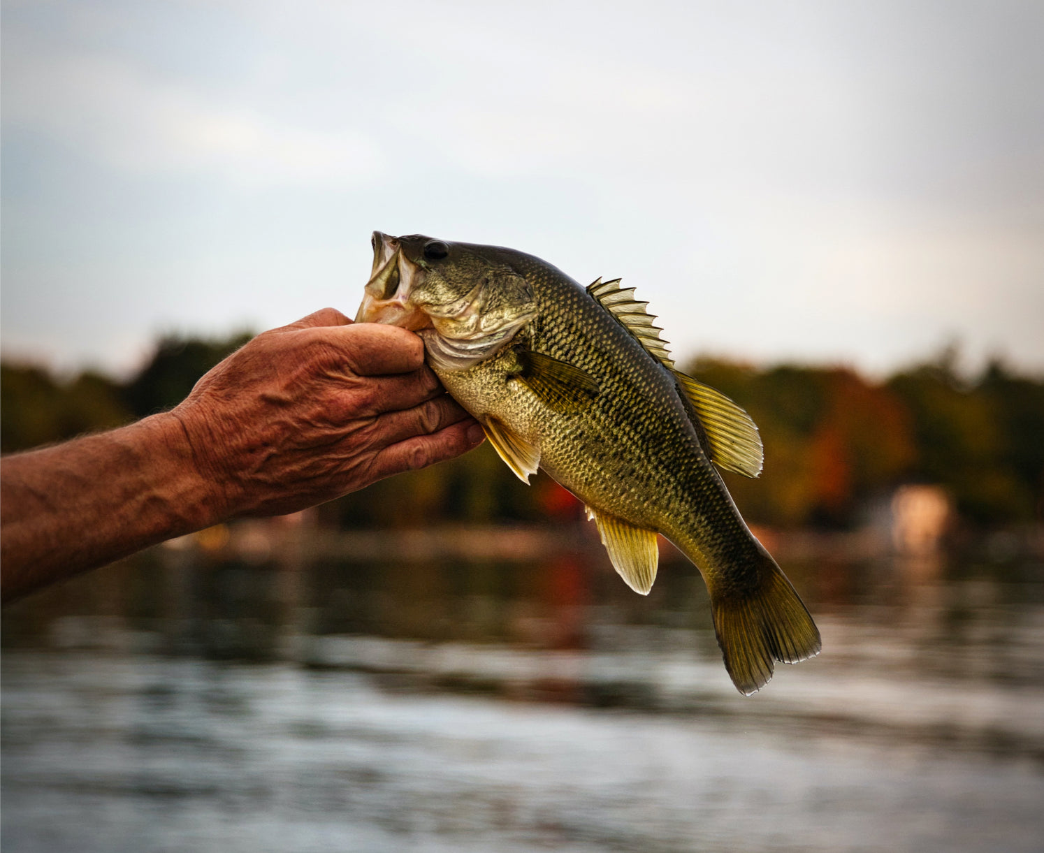 How to Find the Right Depth to Bass Fish