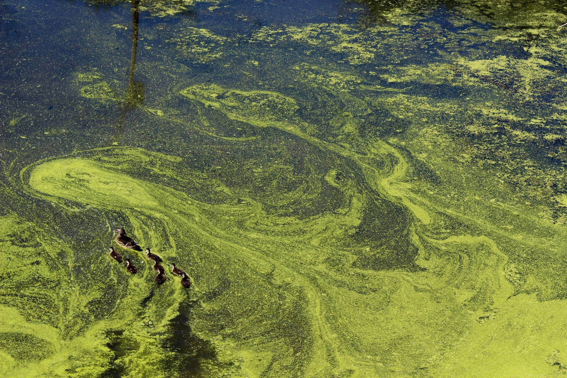 Blue-green algae blooms can release harmful toxins into the air