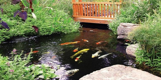 6 Large Koi Ponds Maintenance Tips