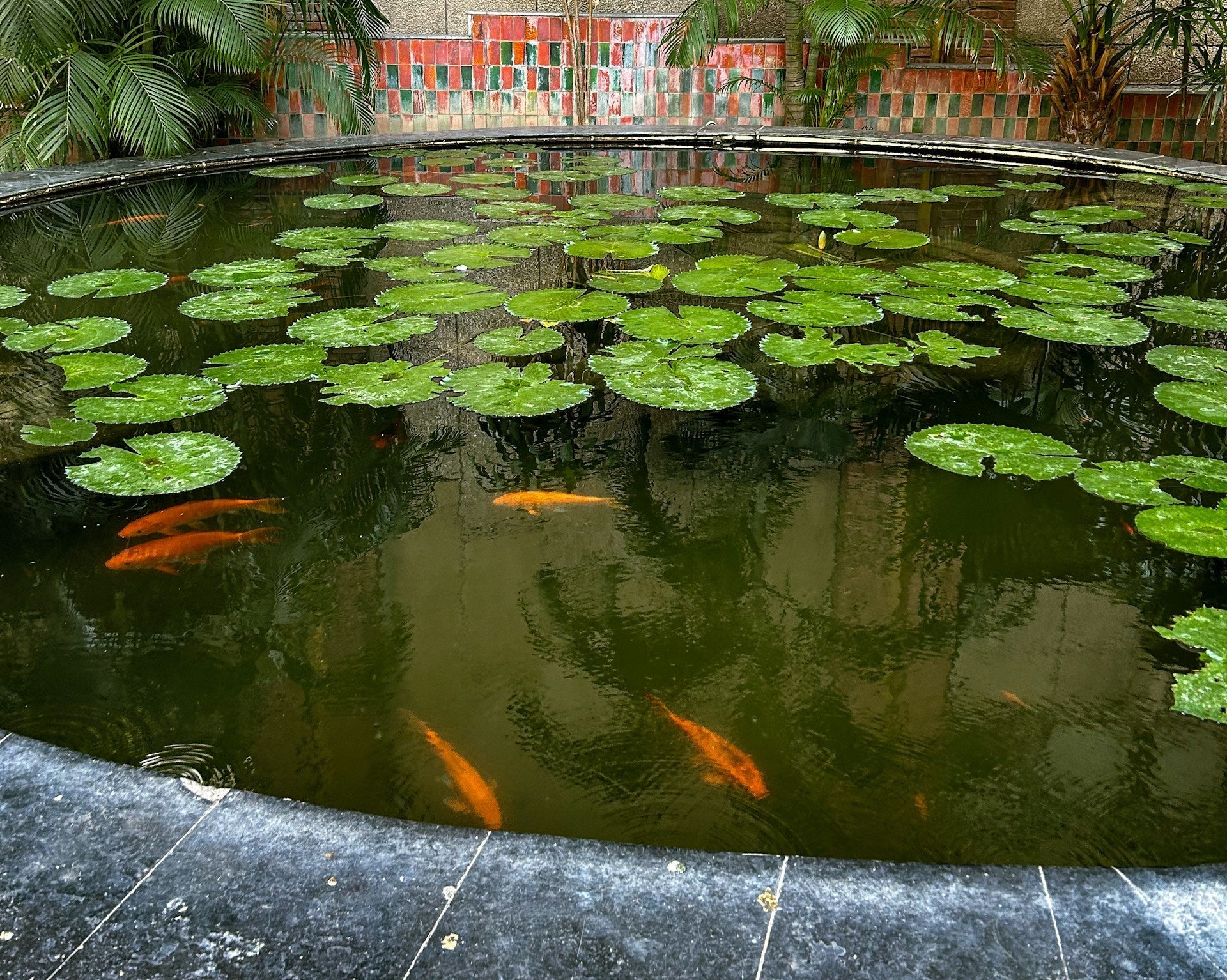 Koi pond shop best sale