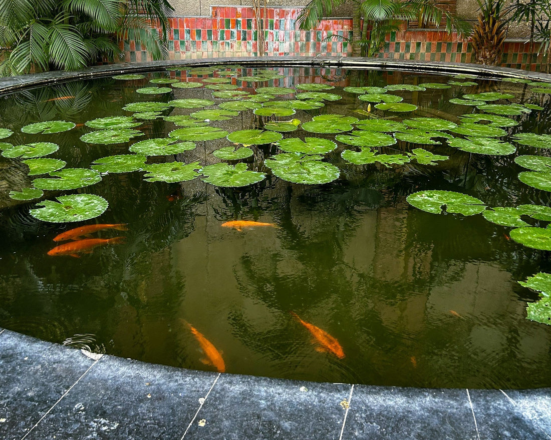 Tips for Creating a Stunning Above Ground Koi Pond