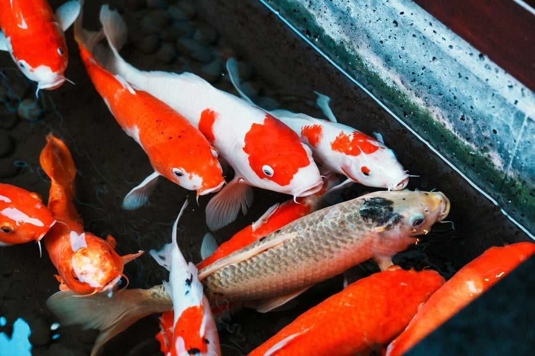 What You Need To Know About Koi Fish Mates