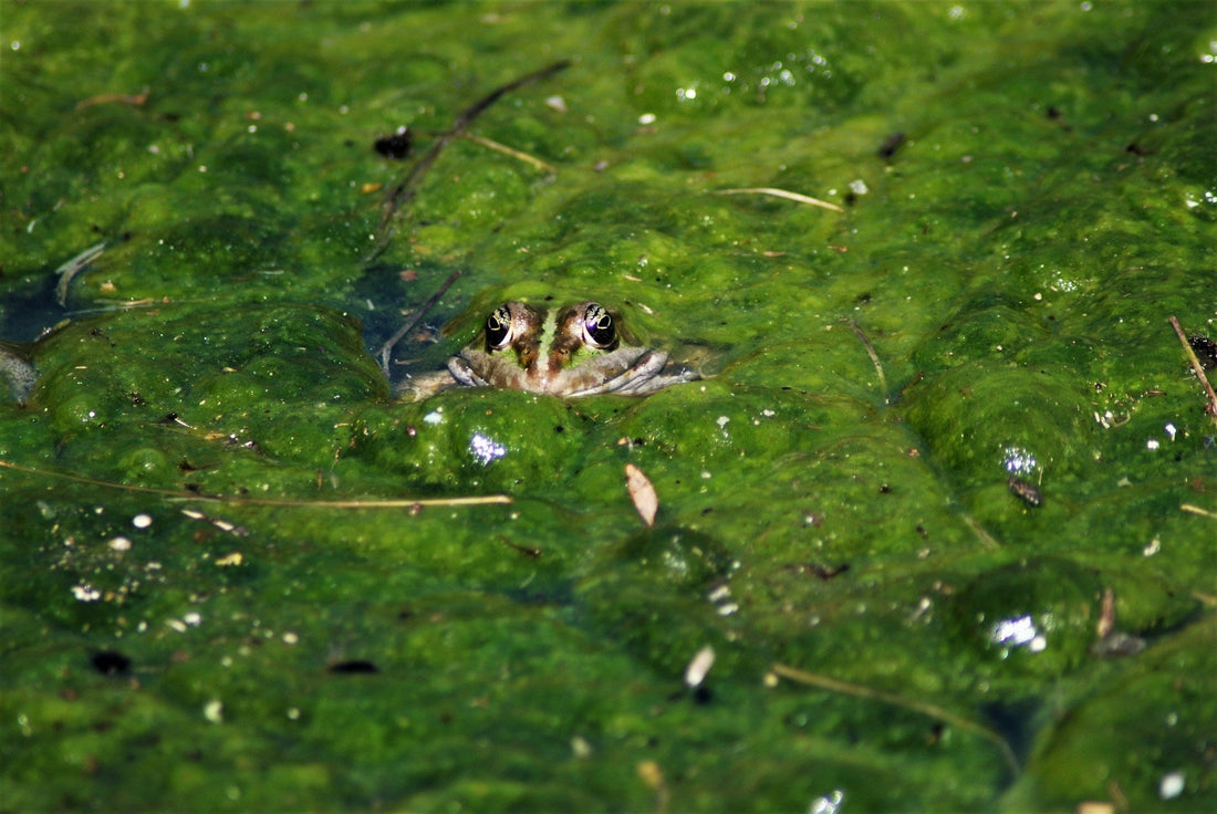 Sick of Pond Slime? How to Get Rid of Algae for Good