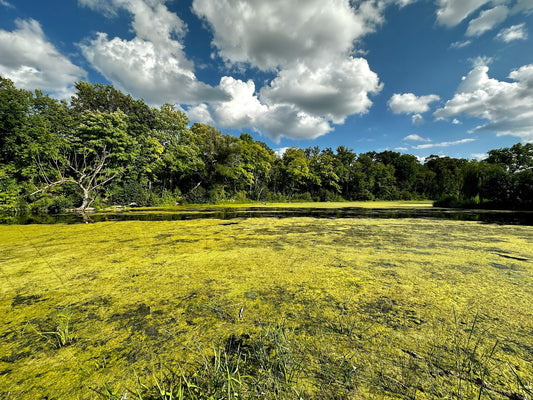 What Causes Algae in Ponds and Lakes?