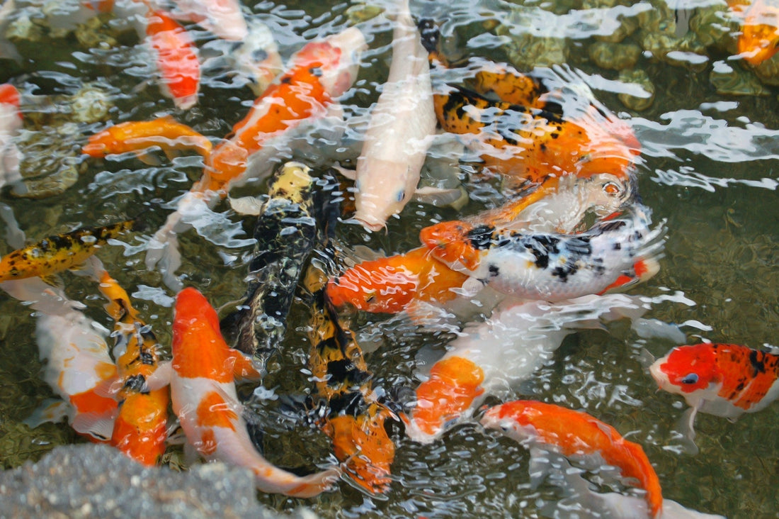 5 Steps to Crystal Clear Koi Pond Water