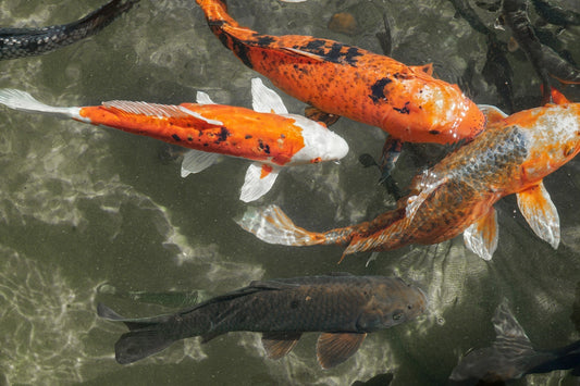 Do Koi Eat Other Fish?