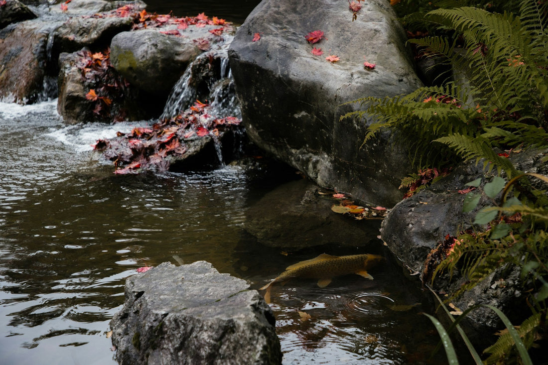 Choosing the Best Koi Pond Pump