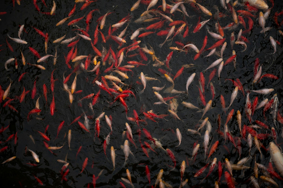 Koi Per Gallon: Finding the Right Balance for Your Pond