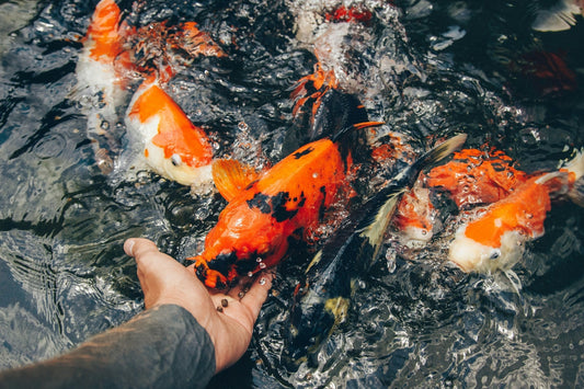 The Ultimate Guide to Choosing the Best Koi Food