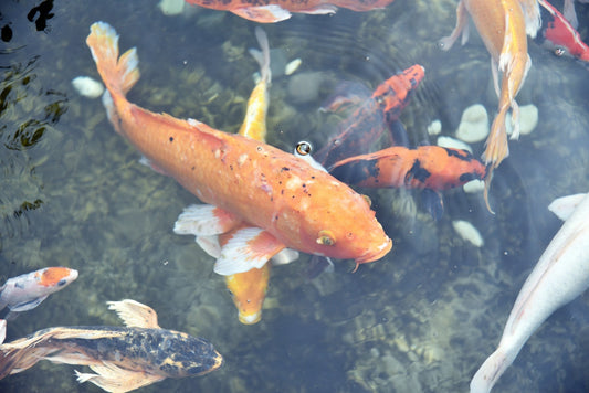 How To Get Rid of Koi Fungus For Good