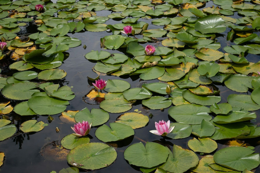 A pond full of plants