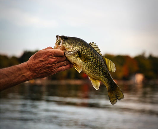 Building a Bass Pond