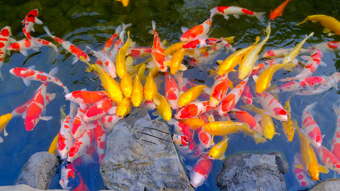 The Best Koi Pond Filters